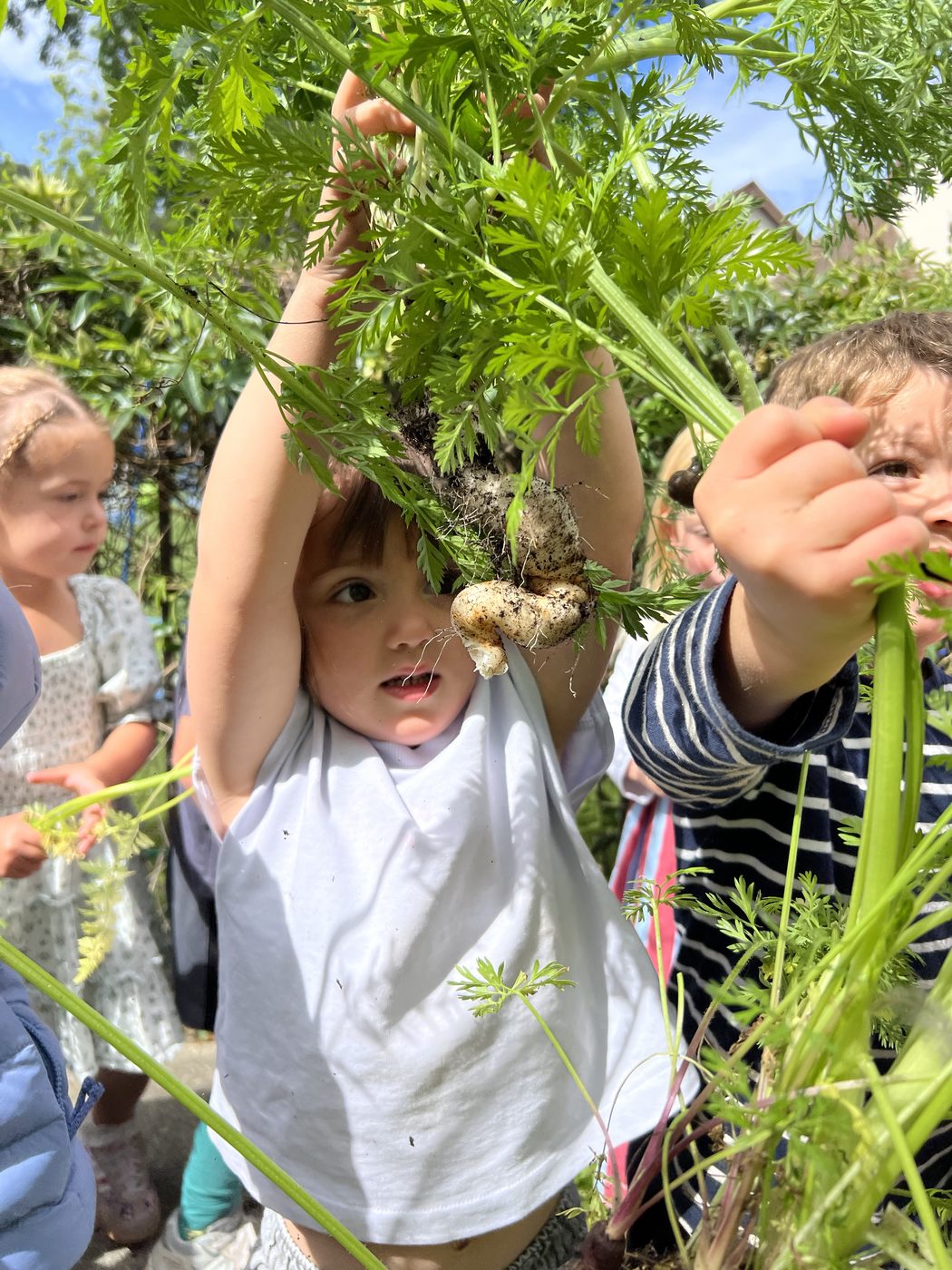 Child harvesting from the TRP garden